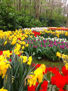 Květinový park Keukenhof